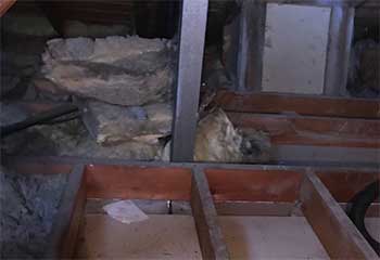 Commercial Rodent Proofing Attic Cleaning Berkeley