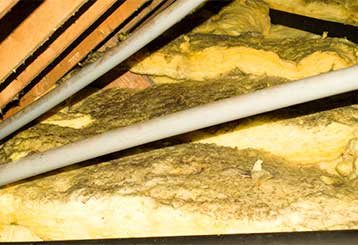 Attic Insulation Removal | Attic Cleaning Berkeley, CA