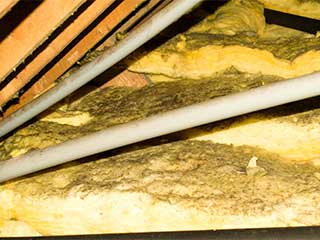 Moldy Loose Old Attic Insulation Removal Services In Berkeley Ca