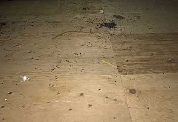 Commercial Rodent Proofing Project | Attic Cleaning Berkeley, CA