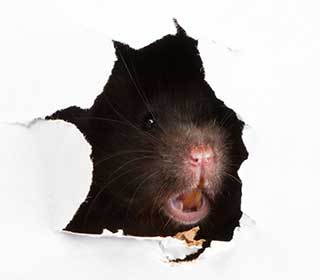 Rodent | Attic Cleaning Berkeley, CA Rodent | Attic Cleaning Berkeley, CA